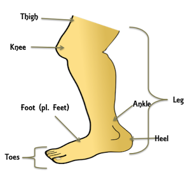 Parts of the Body (Vocabulary Part I)