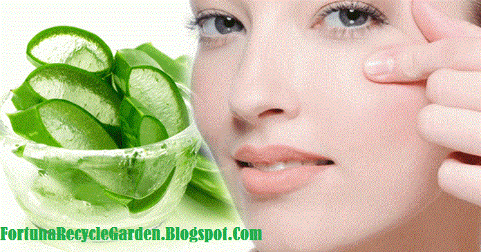 Manfaat Lidah Buaya@Aloe Vera Untuk Wajah dan Cara Mengurangi Kerutan Secara Alami Manfaat Lidah Buaya@Aloe Vera Untuk Wajah dan Cara Mengurangi Kerutan Secara Alami