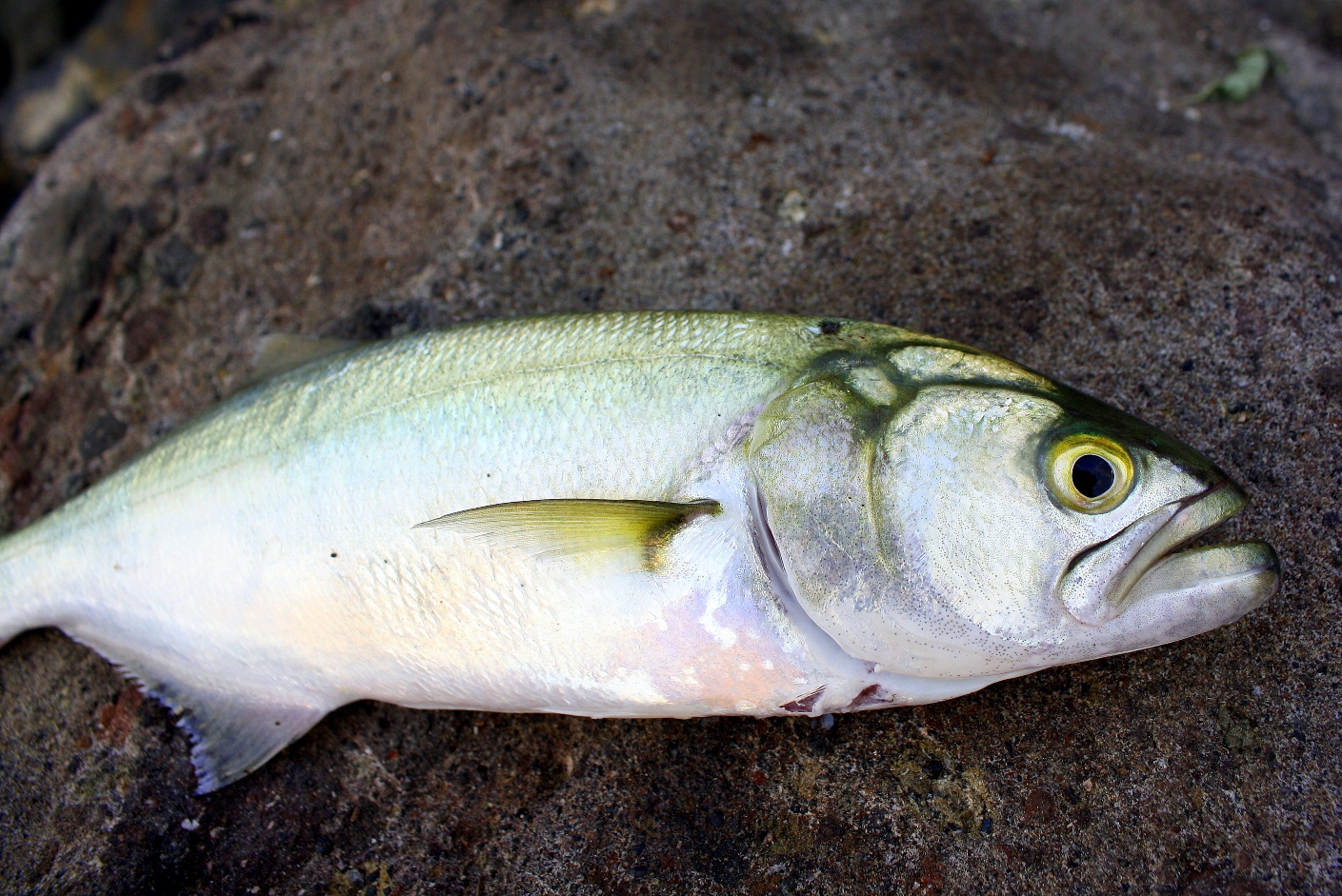 All Categories - coolzfiles