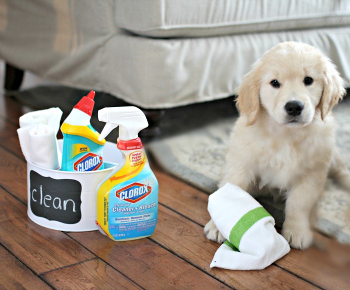 Golden Boys and Me Keeping A Clean And Germ Free Home With Three Boys