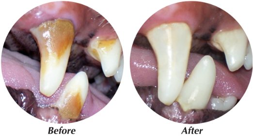 dog dental calculus dog dental calculus