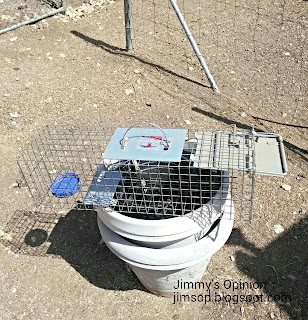 Live animal trap Wire live animal trap sitting on top of empty flower pots