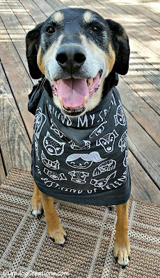 Rescued Dog wearing t-shirt