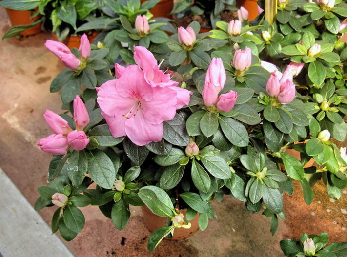 Plantas y flores Azalea japonica Plantas y flores Azalea japonica