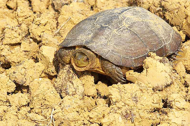 Asian yellow pond turtle,GIF