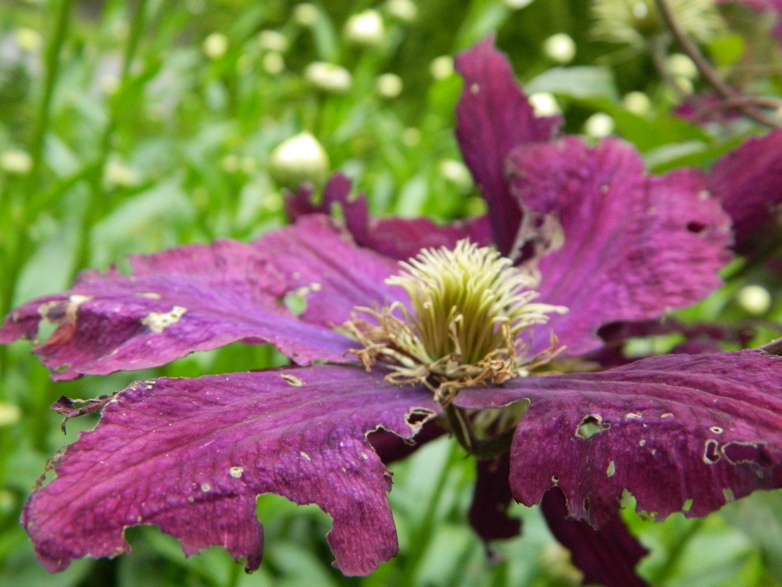Gardens + Insects Damage to Clematis Flowers Answered