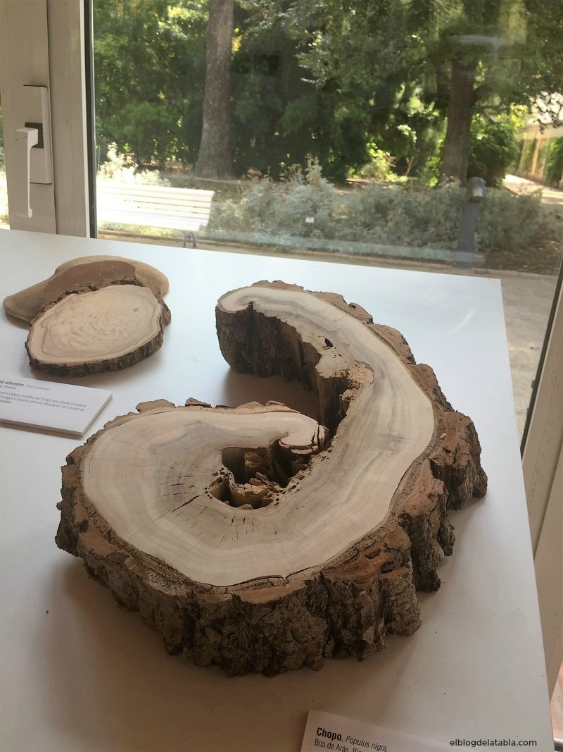 Anillos de crecimiento árbol Populus nigra (chopo) La Memòria dels Arbres Miguel Ortega Martinez