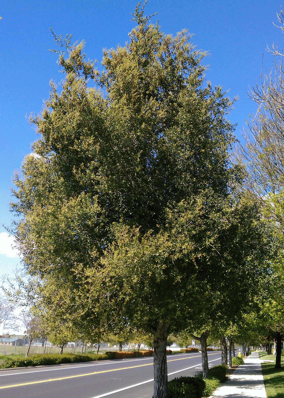 Eden By The Bay Street Trees Through the Seasons Nuttall’s Scrub Oak