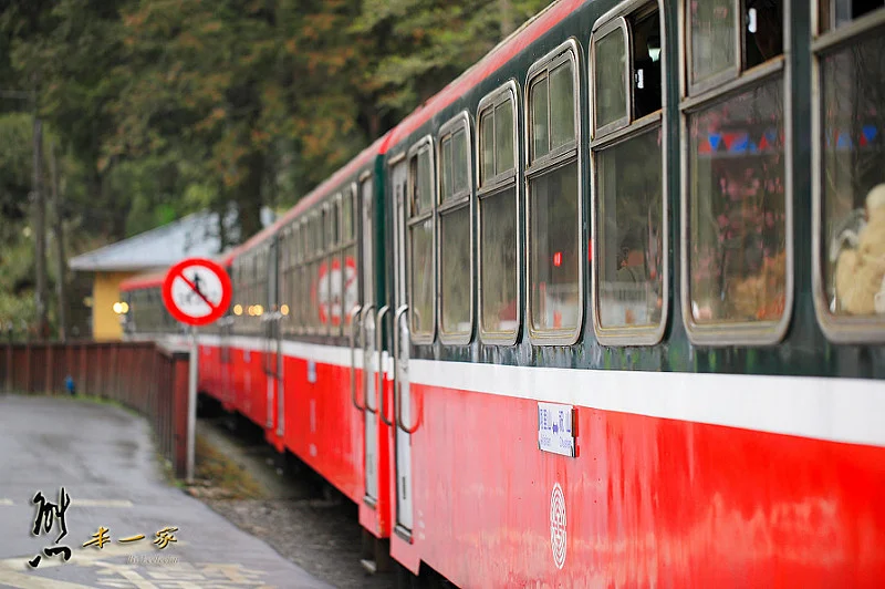 沼平車站|沼平公園櫻花季|嘉義阿里山國家森林遊樂區景點|阿里山櫻花季