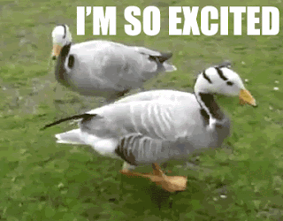 Excited Ducks Reaction Gif