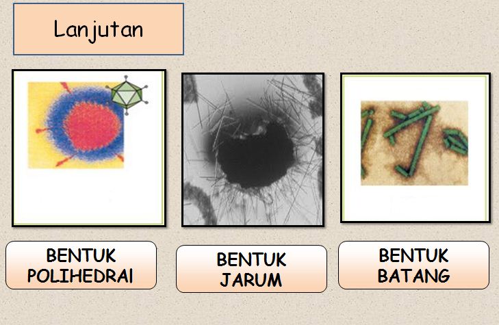 Bentuk Bentuk Virus Blog Pak Pandani