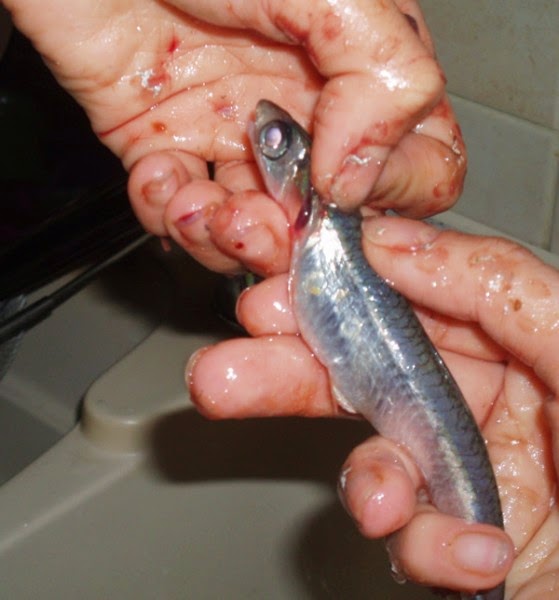 Πως καθαρίζουμε σουπιά – καλαμάρι – γαύρο – ντομάτα – αγκινάρα