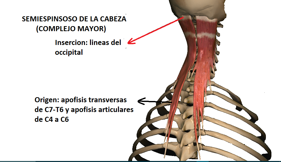 Anatomy full MUSCULOS DEL CUELLO (ORIGEN E INSERCION) Anatomy full MUSCULOS DEL CUELLO (ORIGEN E INSERCION)