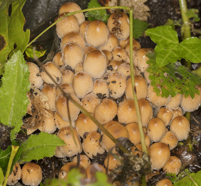 Coprinellus micaceus. Glistening Inkcap. Beckenham Place Park, 16 October 2016. Coprinellus micaceus. Glistening Inkcap. Beckenham Place Park, 16 October 2016.