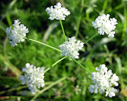 breath wallpapers babys flower flowers desktop babysbreath colores