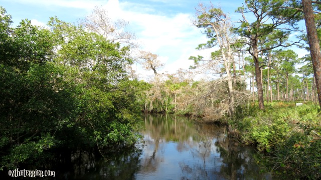 Loxahatchee River, Jonathan Dickinson State Park, Florida