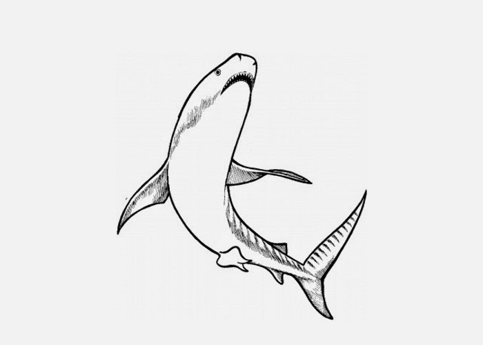 Tiger shark coloring page | Free Coloring Pages and Coloring Books for Kids
