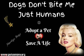  animal, dog, cat, pet, animal, inspiring quotes for animal lovers, petsnmore.org, marilyn monroe,