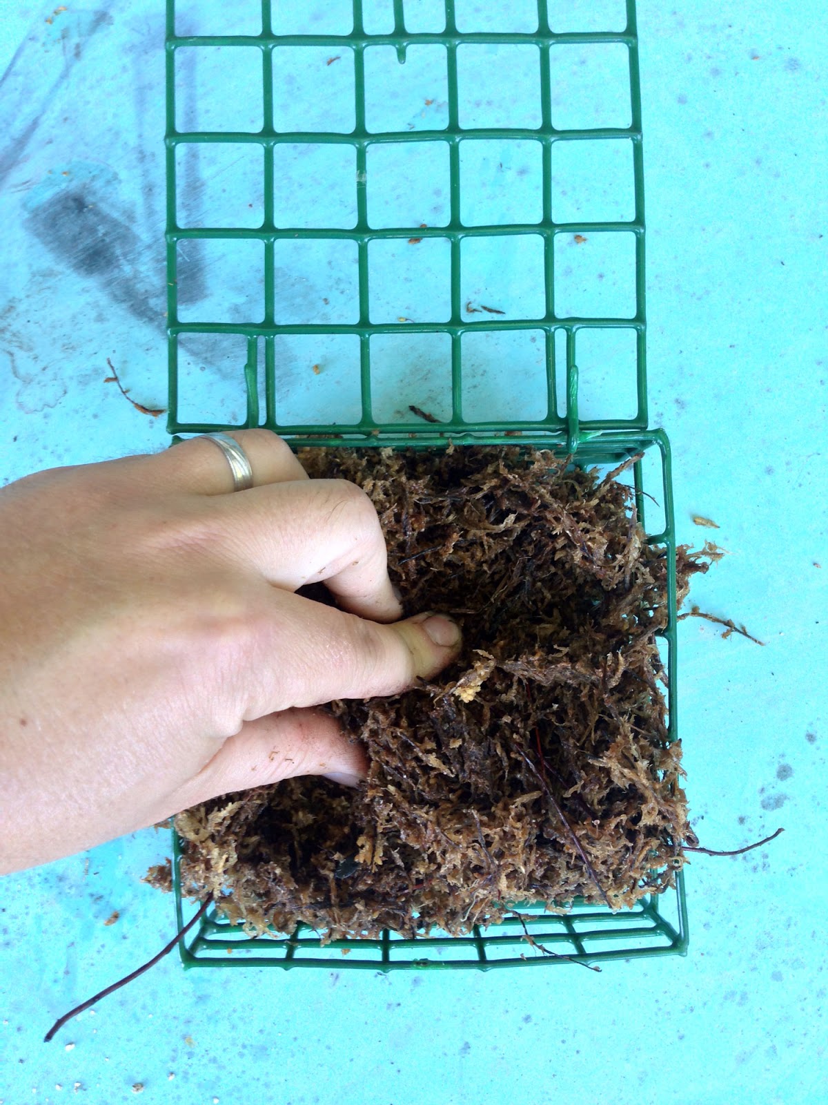 The Rainforest Garden Make a Vertical Garden from Cheap Suet Basket