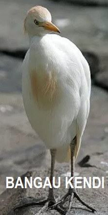 Anim Agro Technology Burung Bangau Di Malaysia