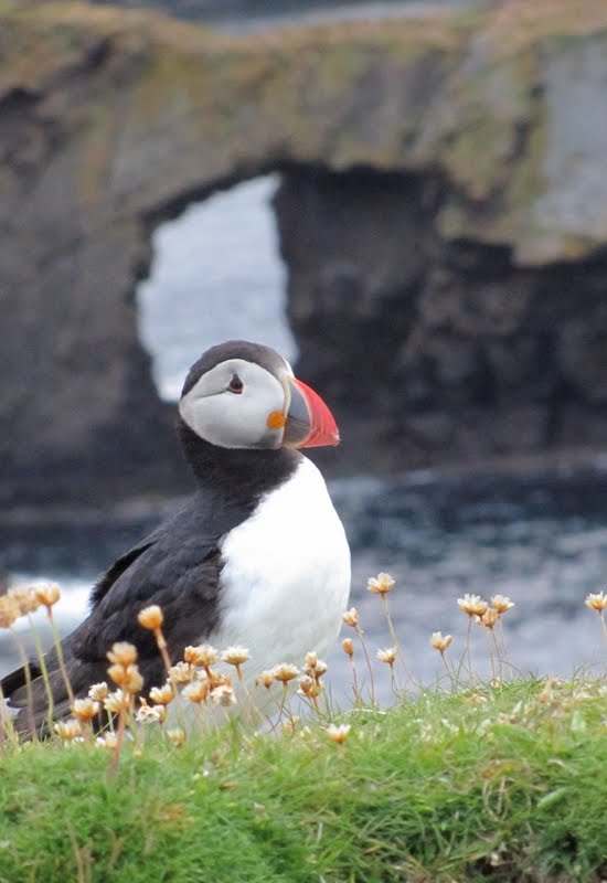 Fair Isle 3 Lobsters in a Pot & the Biggest Fish in the North Haven