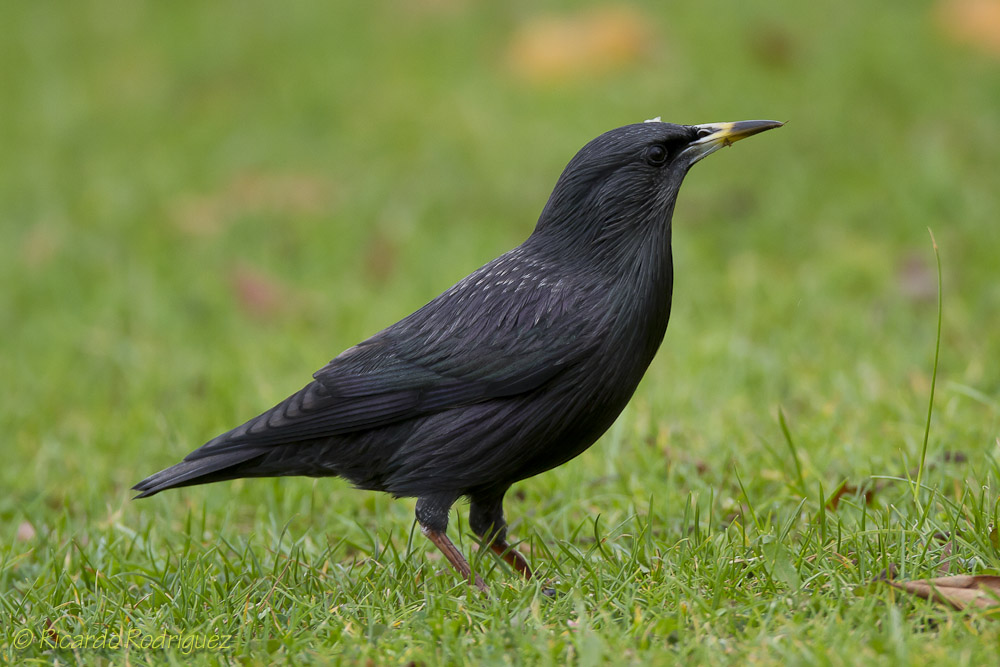 Aves Ricardo Rodriguez Estornino Negro Sturnus Unicolor 