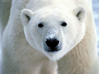 polar bear, endangered species act
