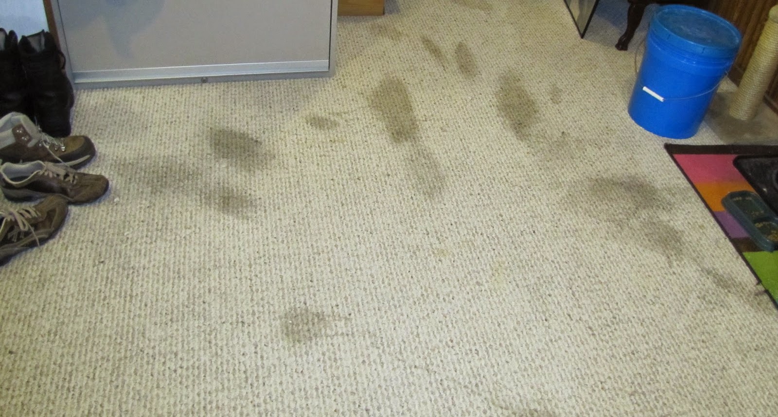 Clean pet stains from carpet