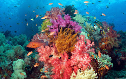 coral reef wallpapers desktop background fish reefs tropical sea colorful corals downloads email