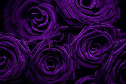 light purple rose background 2