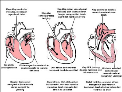 Struktur, Denyut Tekanan Darah dan Cara Kerja Jantung Pada Sistem Peredaran Darah Manusia