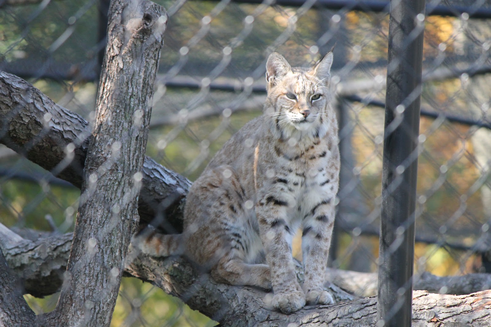 Found on the Trail North American Zoo Mammals