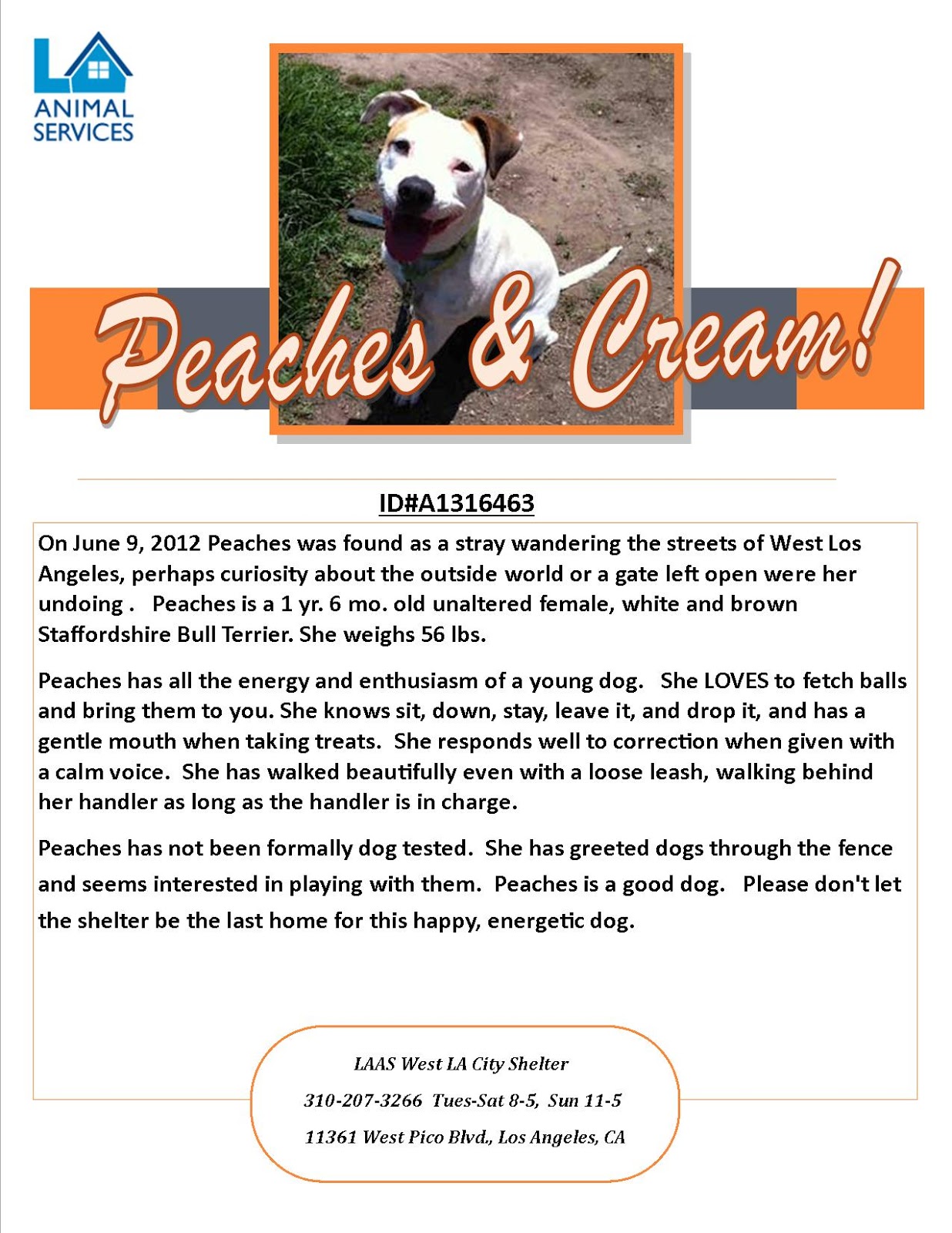 Growing Morel Mushrooms For Profit How To Start A Non Profit Dog Shelter