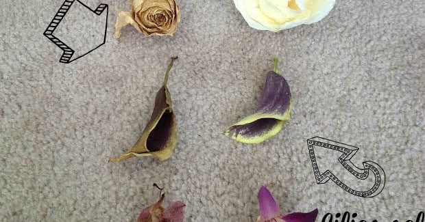 Drying Flowers Using Activa Silica Gel - Dried Flowers For Resin