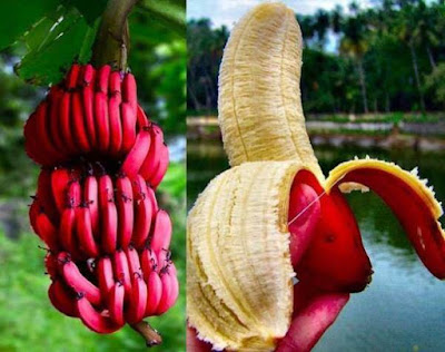 22 Jenis Pisang Di Indonesia Beserta Gambarnya - Pecinta Buah