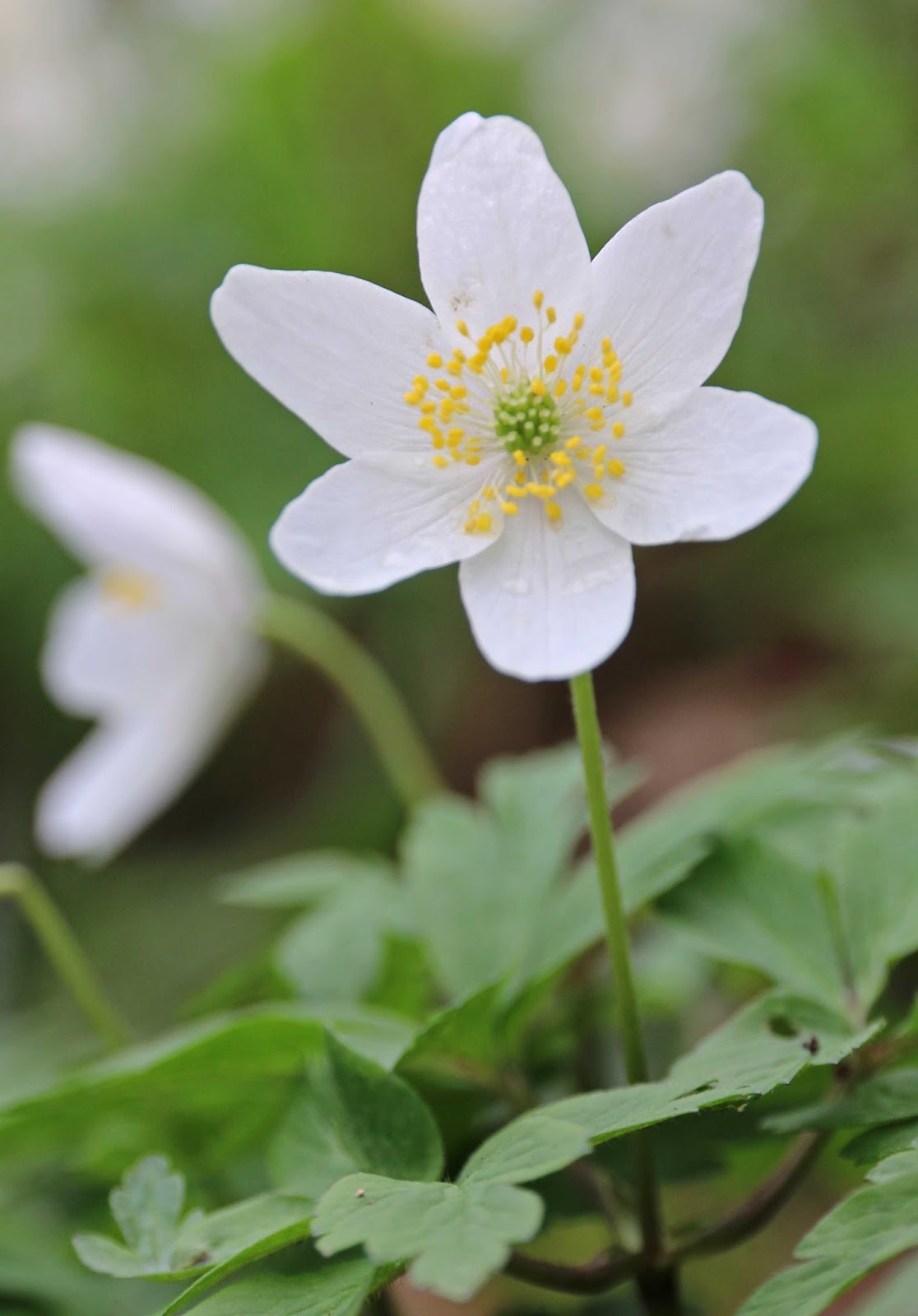 Nature in the Heart of England Edge Hill Wood Wood Anemones