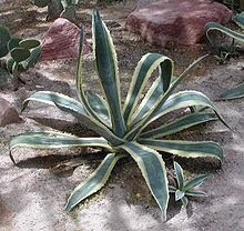 How to grow Agave from seed