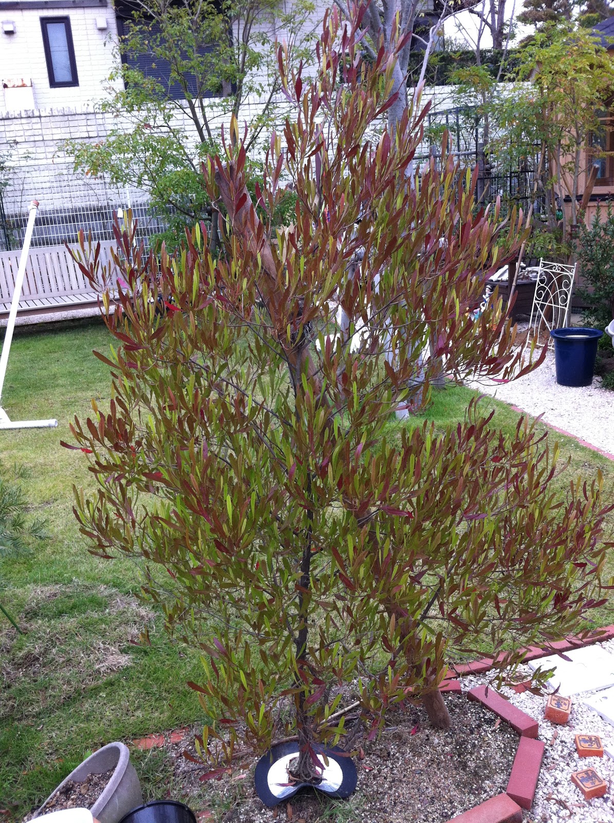 木植えます～plant a tree メルハバ人 vol.2