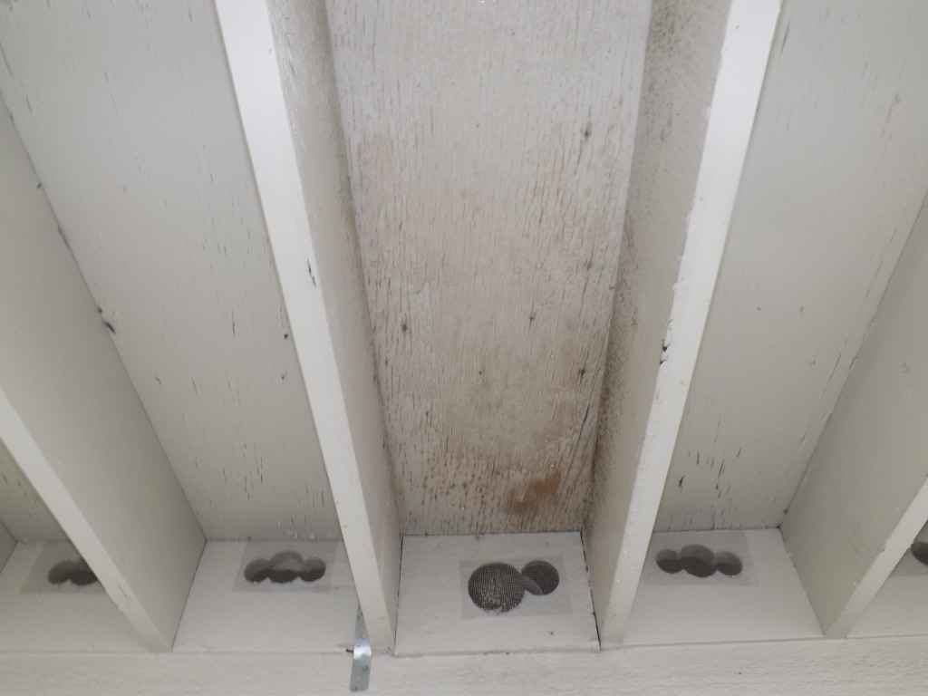 Bird In Everything Birds In Exhaust Vent