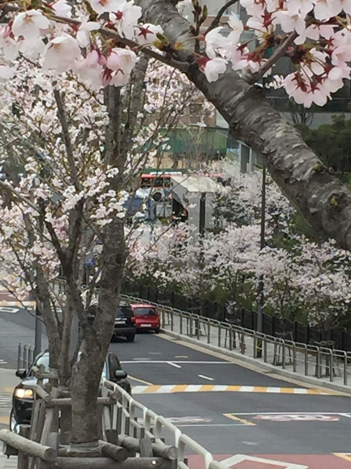 The cherry blossoms have arrived in Seoul