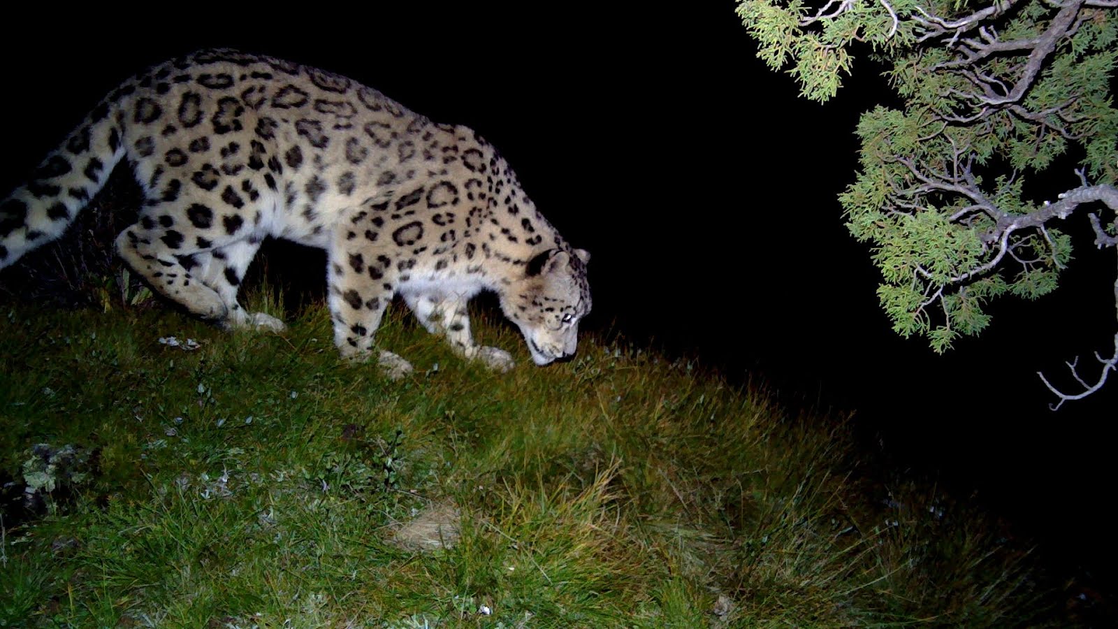Snow Leopard Why Are They Endangered - Danger Choices