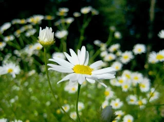 Chamomile Flower Steam a Natural Way to Relieve Congestion