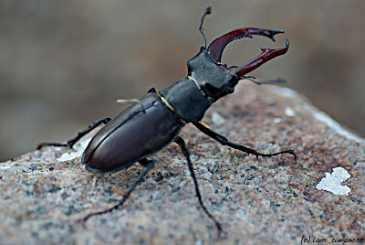 Radasca Lucanus cervus Stag Lucanidae Hirschkäfer Szarvasbogárfélék