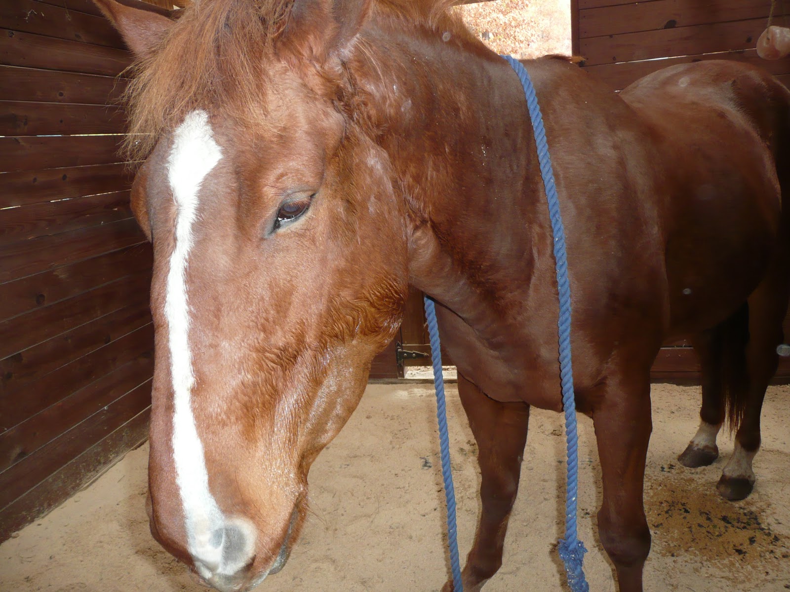 Chattahoochee Veterinary Case Study 1 Horse with Swollen Jaw