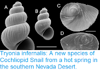 http://sciencythoughts.blogspot.co.uk/2015/05/tryonia-infernalis-new-species-of.html