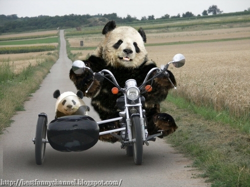 Two funny pandas.