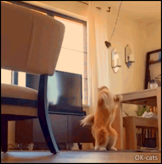 Manipulated Cat GIF • Boomerang Effect • Cat jumping into the air in an attempt to catch his toy. The outcome is amazing as the Cat does a reverse back flip! Manipulated Cat GIF • Boomerang Effect • Cat jumping into the air in an attempt to catch his toy. The outcome is amazing as the Cat does a reverse back flip!