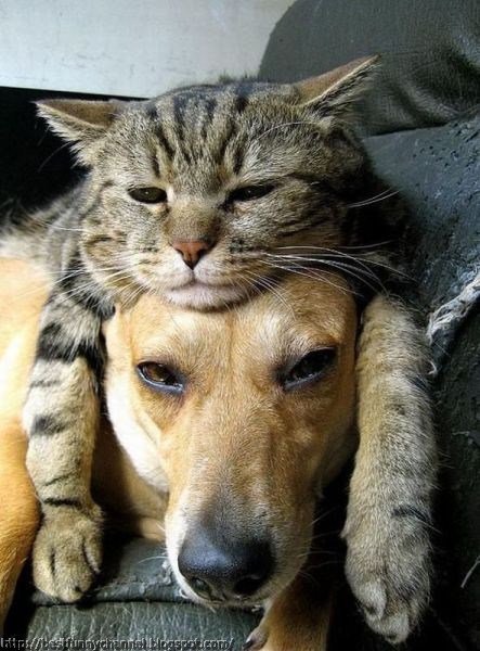Funny cat and dog
