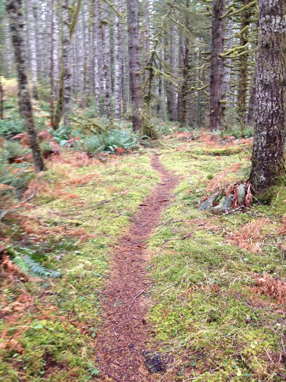 Coastal Trail Tales I Heart Mt. Hebo