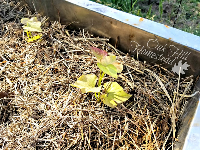A sweet potato growing in a container, mulched to conserve the moisture in the soil.